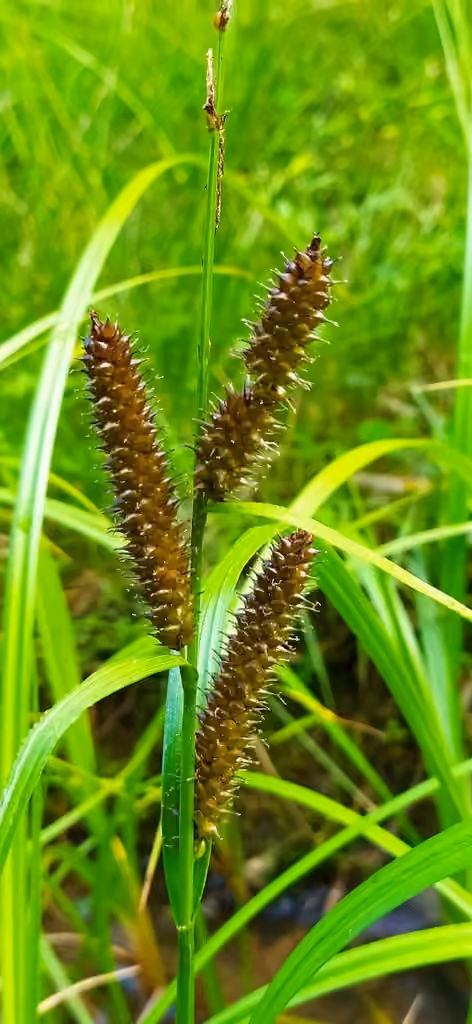 Carex utriculé, En fleurs