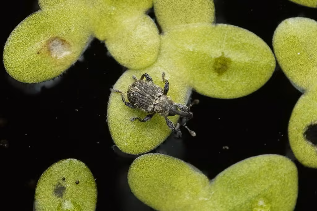 Brachycère des lenticules, photo 1 sur 5
