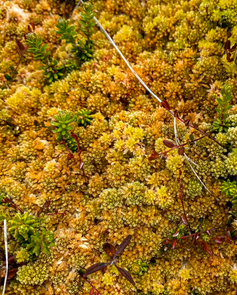 Northeastern Peatmoss, photo 1 of 5