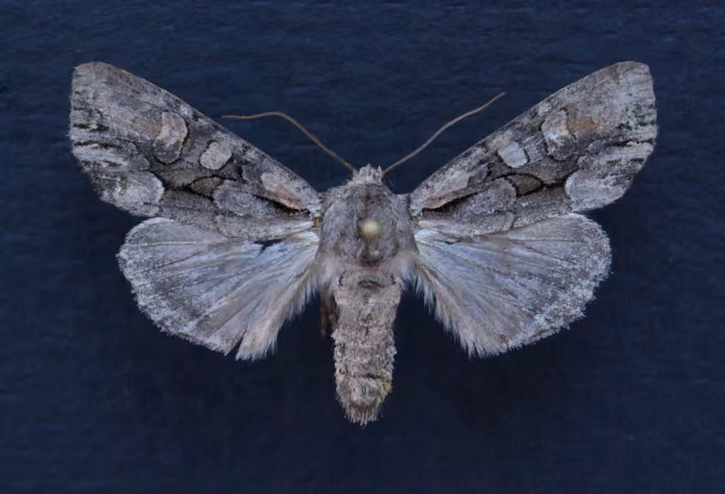 Speckled Cutworm Moth, photo 3 sur 5