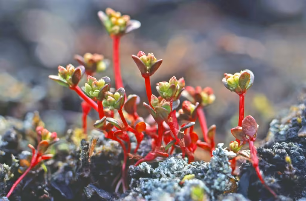 Koenigie d'Islande, En fleurs