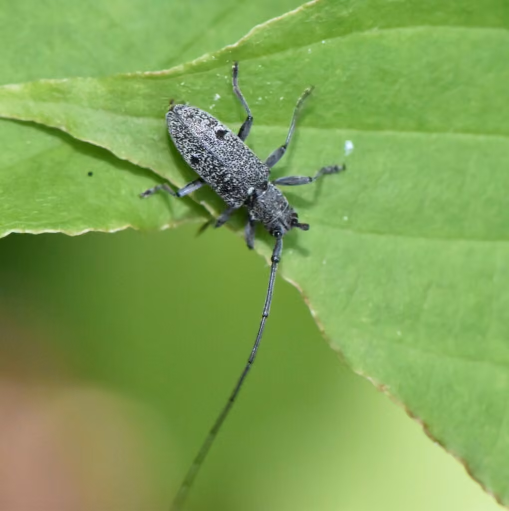 Longicorne ocellé, photo 2 sur 5