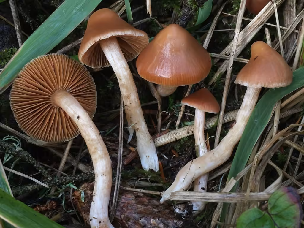 Cortinaire obtus, photo 2 sur 5