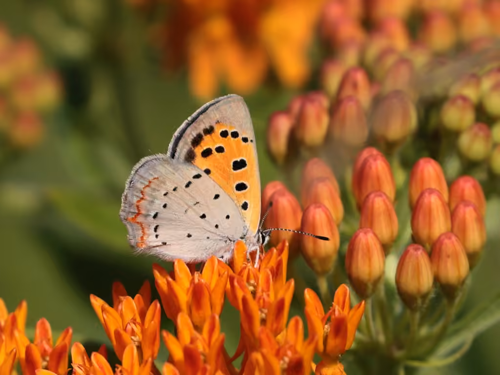 American Copper, Adult