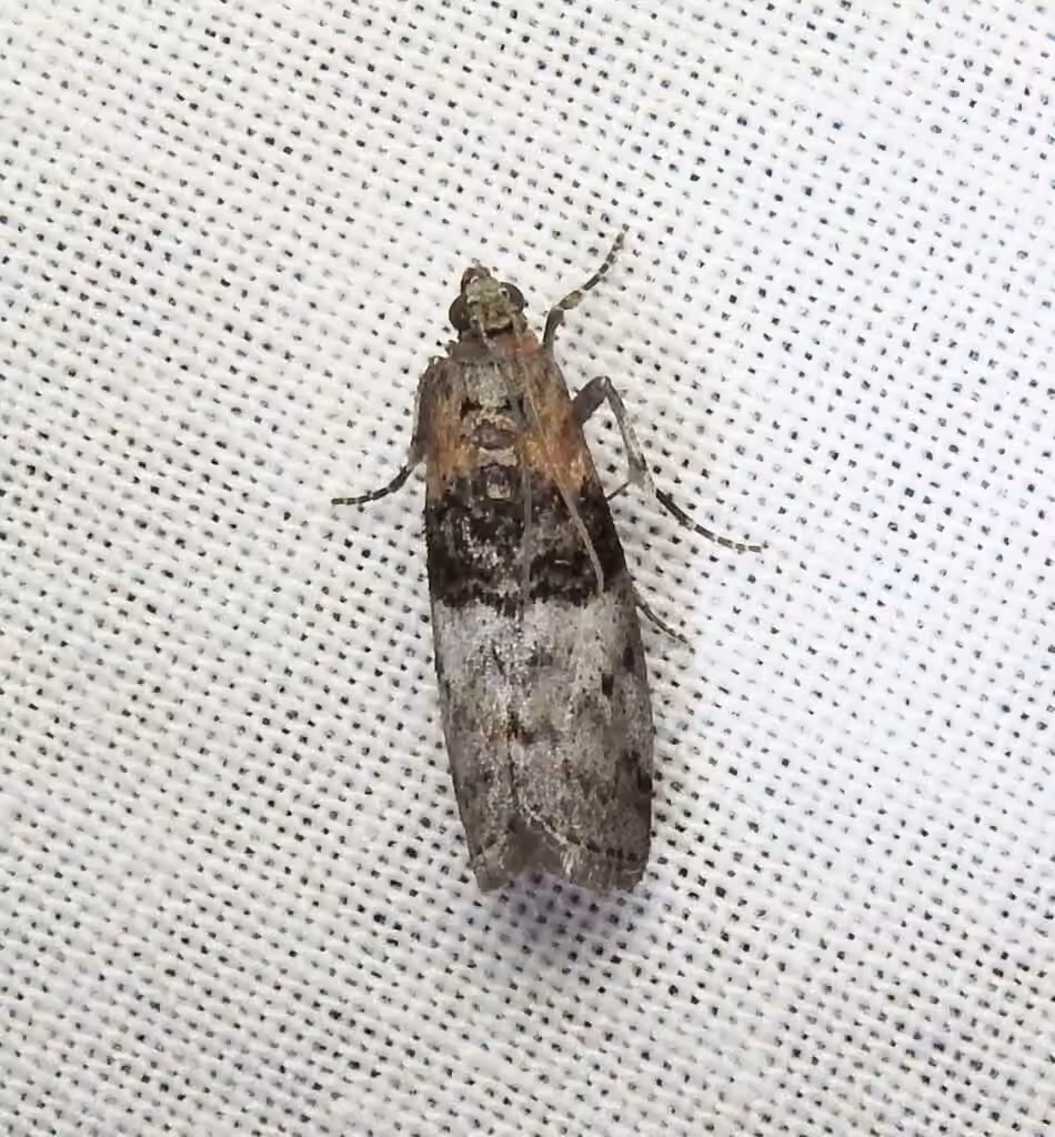Tlascala Moth, Adult