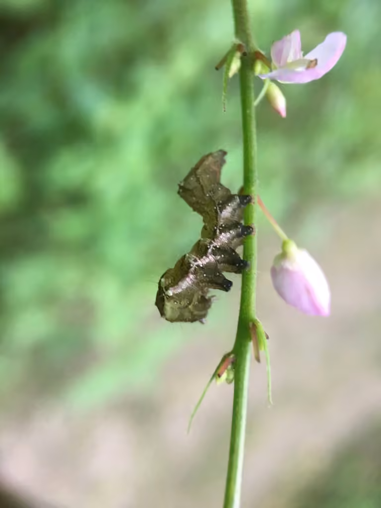 Oval Abrostola, Chenille