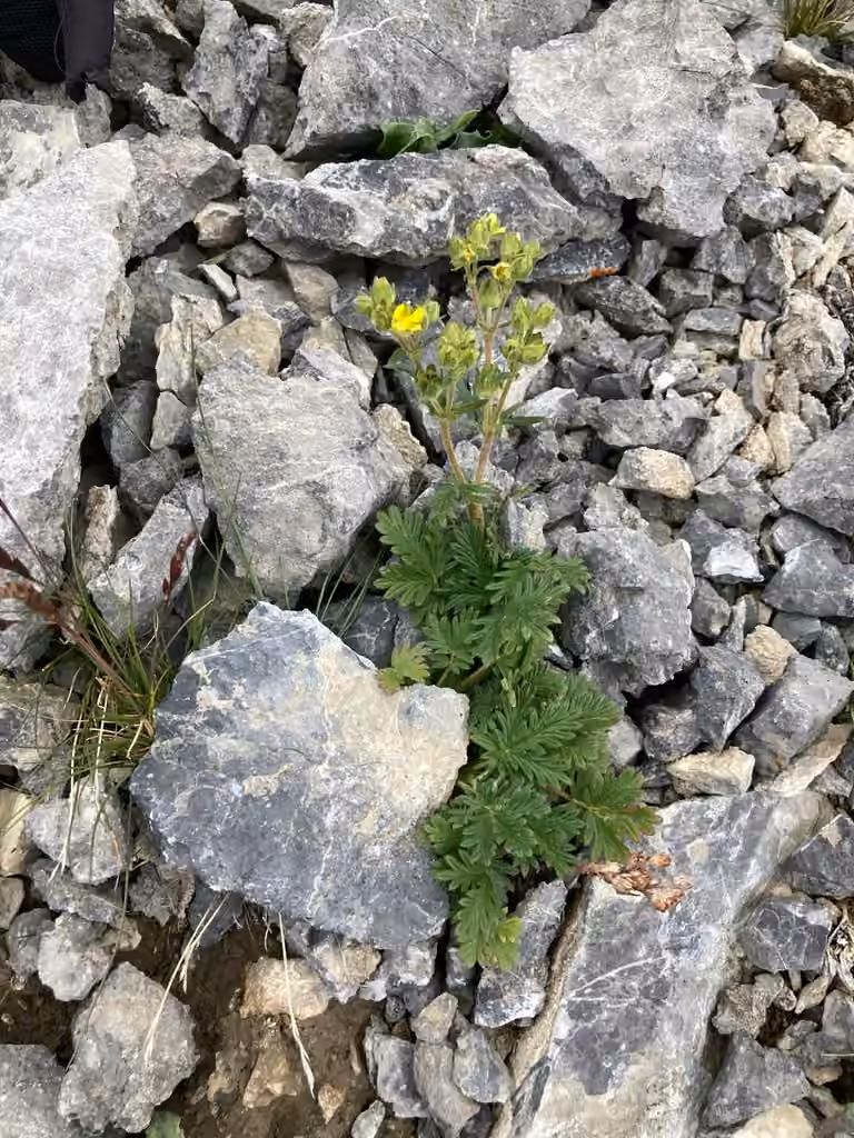 Potentille du littoral, En fruits