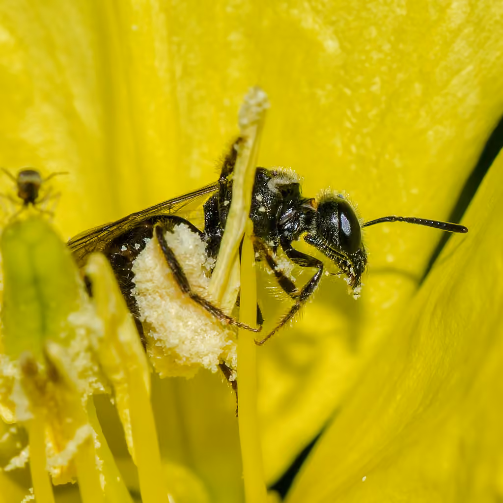 Evening Primrose Sweat Bee, Female