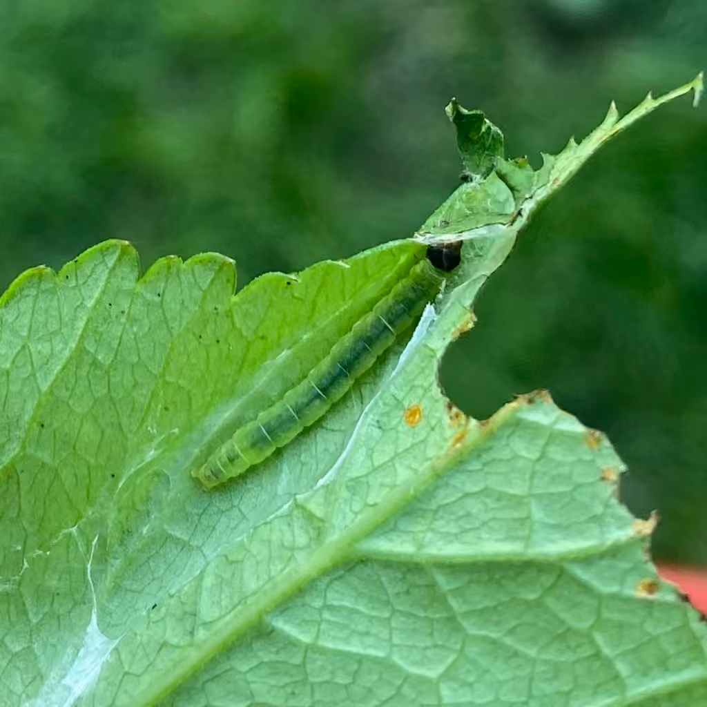 Curved-lined Agonopterix Moth, Caterpillar