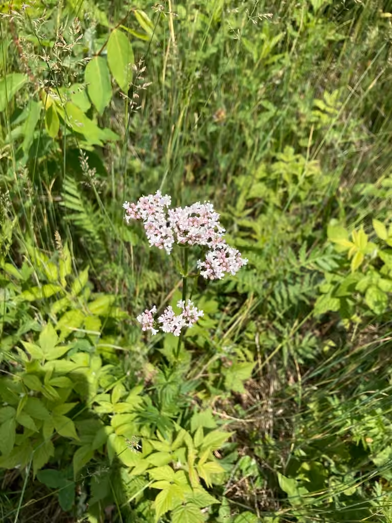 Garden valerian, Flower buds