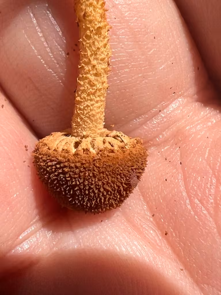 Powder-scale pholiota, photo 3 of 5