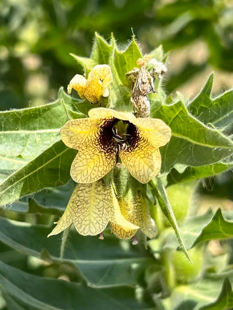 Black henbane, In flower