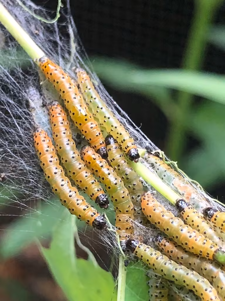 Dogbane Saucrobotys Moth, Caterpillar
