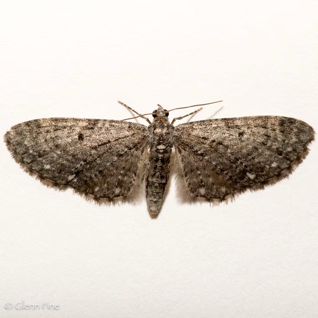White-spotted Pug Moth, Adult female