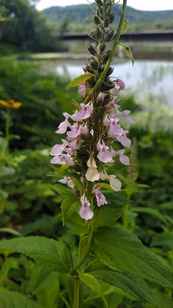 Germandrée du Canada, En fleurs