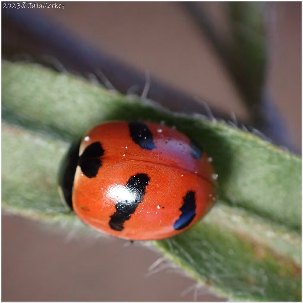 Coccinelle montagnarde, photo 2 sur 5