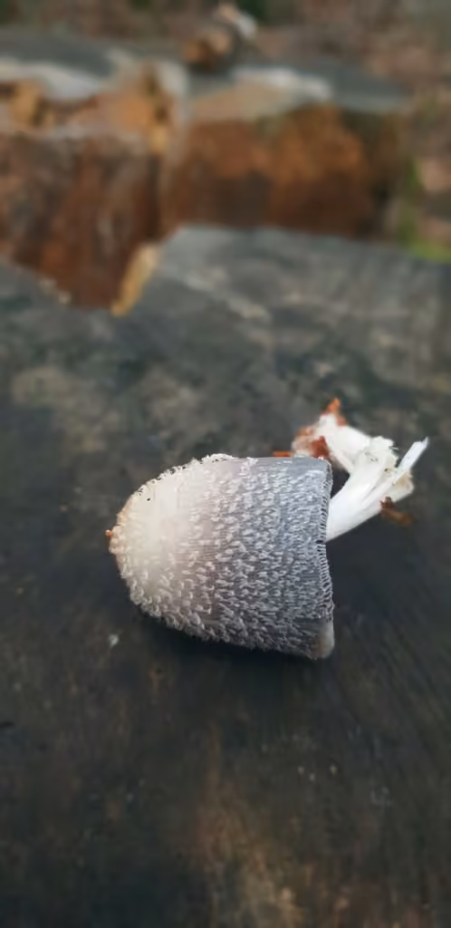 Cavity Inkcap, photo 3 sur 5