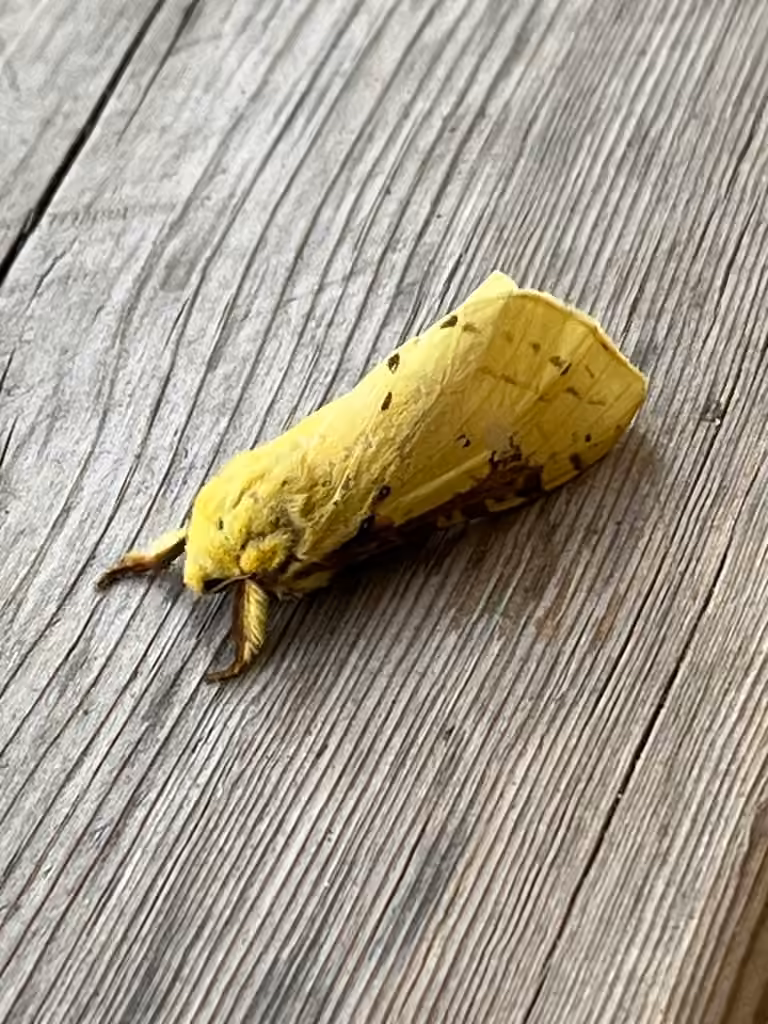 Willow Ghost Moth, Adulte