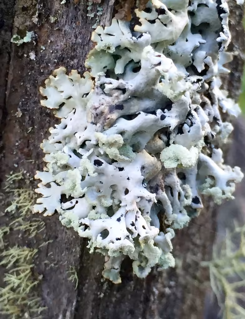 Hypogymnie vésiculaire, photo 1 sur 5