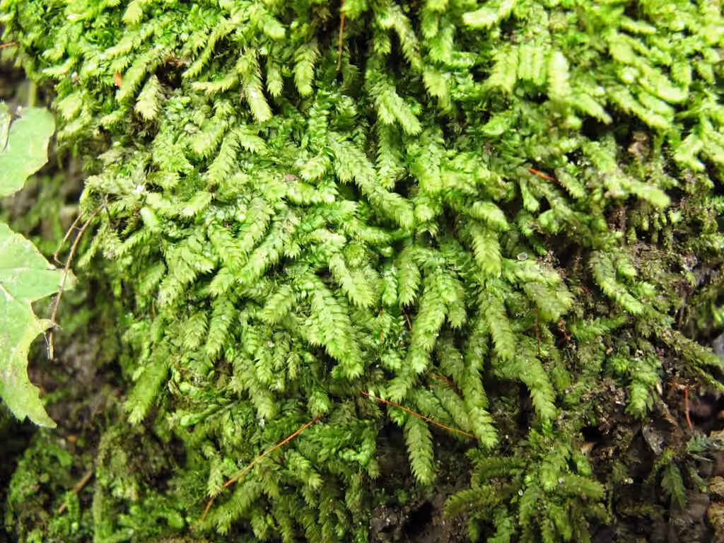 Dorure des forêts, photo 1 sur 5