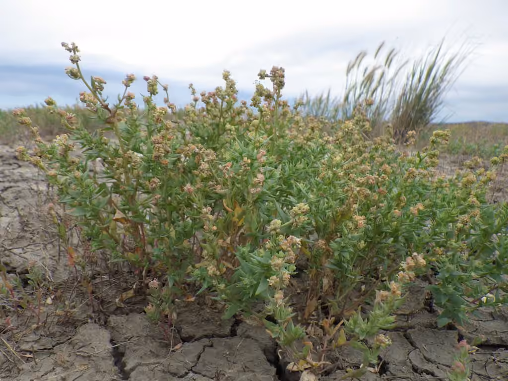 Saline saltbush