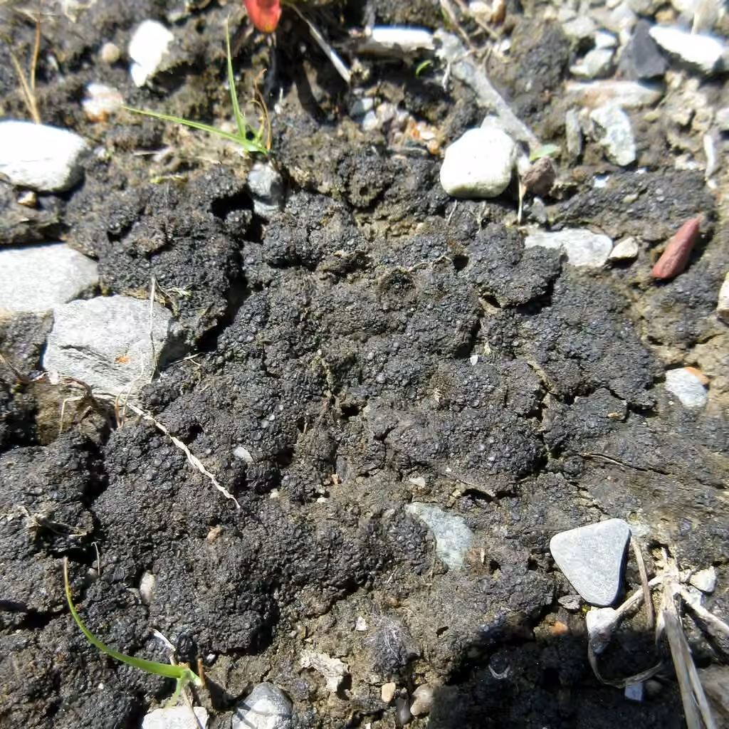 Bachman's Jelly Lichen, photo 2 of 5