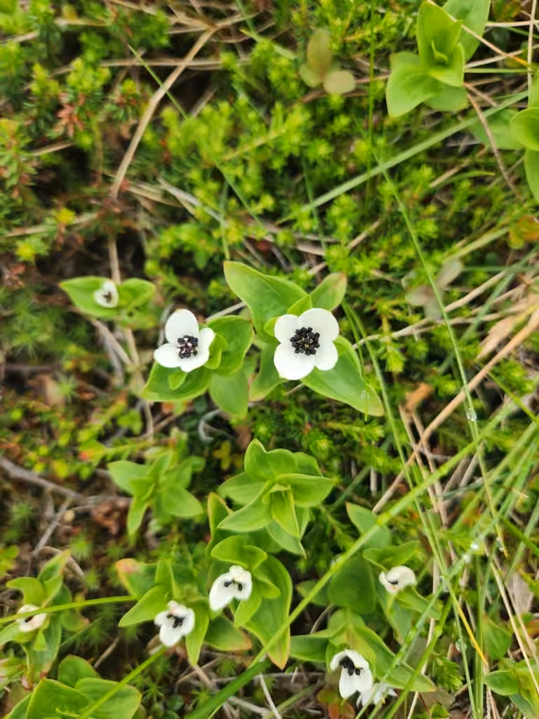 Cornouiller de Suède, En boutons