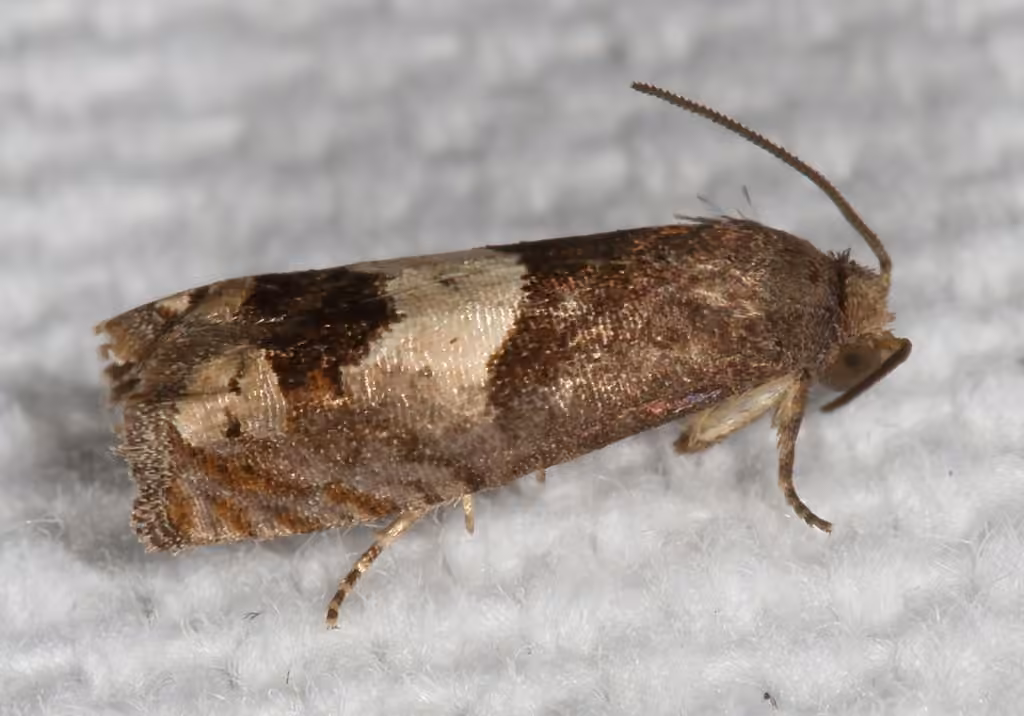 Epiblema boxcana, Adult