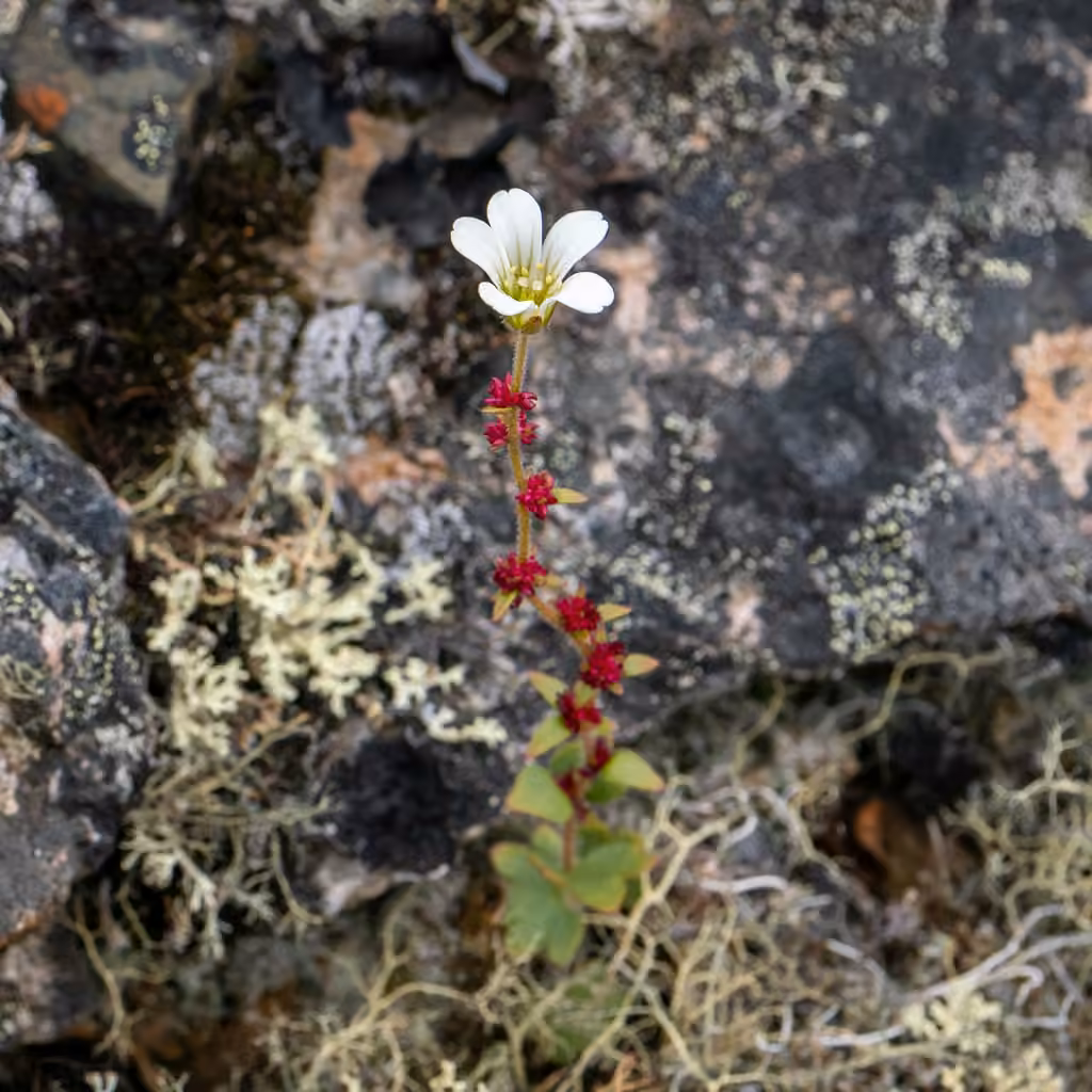 Nodding saxifrage, In flower