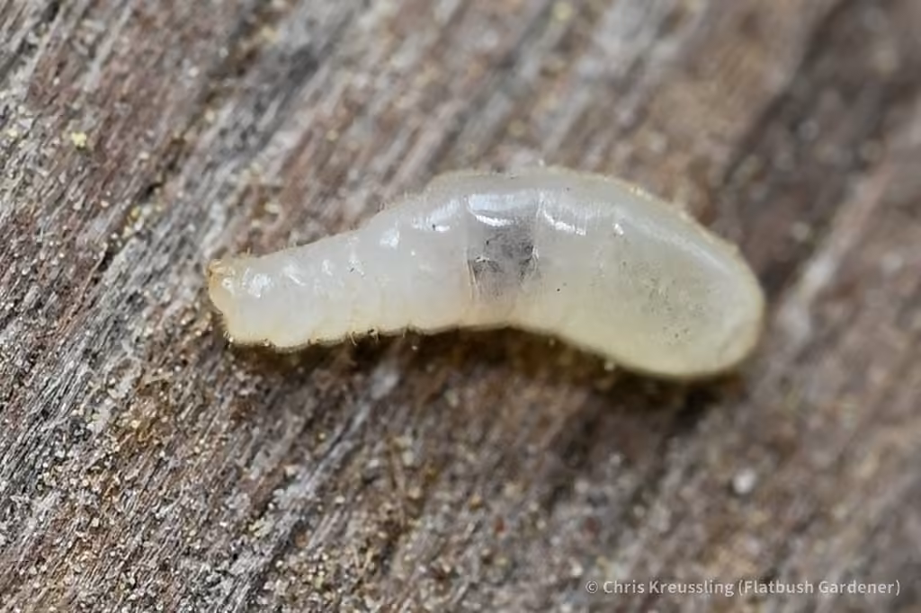 Fourmi bicolore, Larve