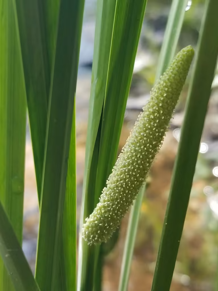 Acore d'Amérique, En fleurs