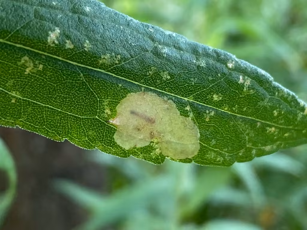 Astrotischeria solidagonifoliella, Caterpillar