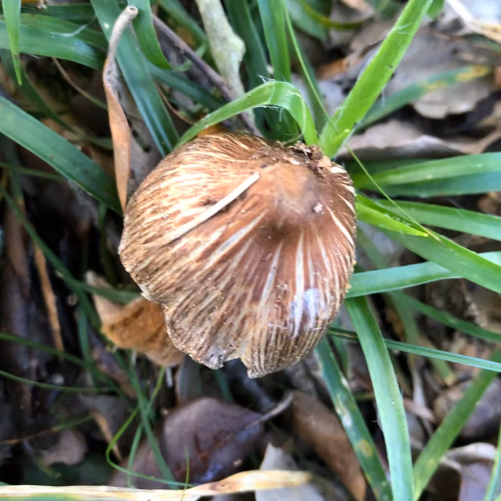 Inocybe à bulbe marginé, photo 2 sur 5