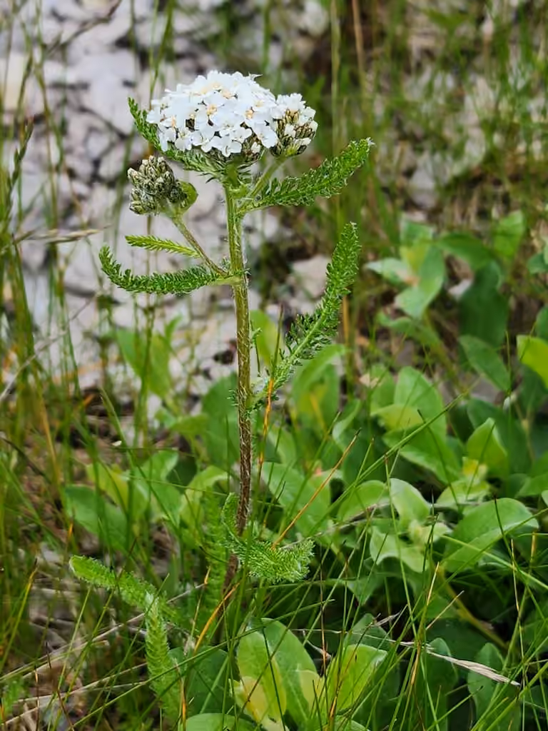 Achillée boréale
