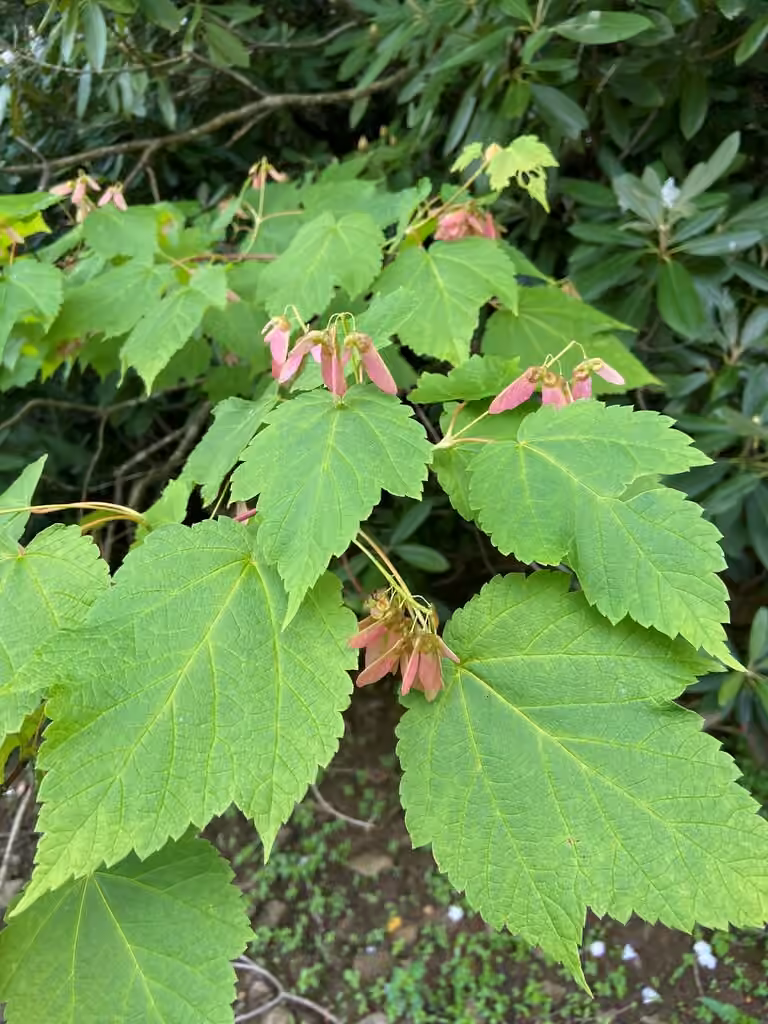 Érable à épis, En fruits