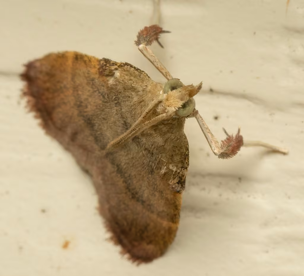 Drab Condylolomia Moth, Adulte