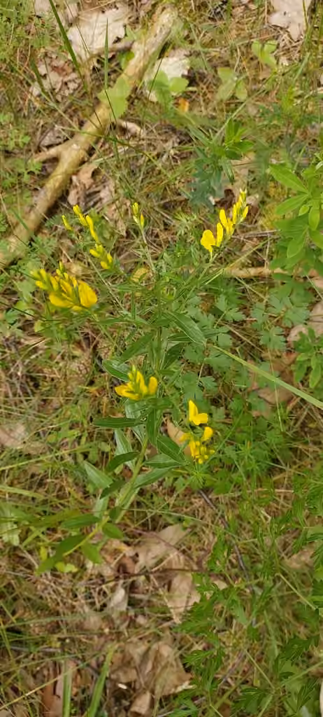 Dyer's greenweed, In fruit