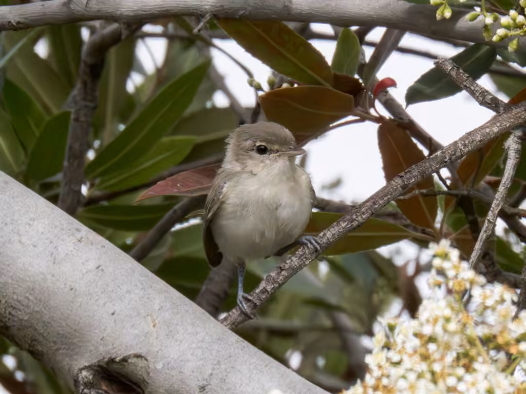 Bell's Vireo, Juvenile