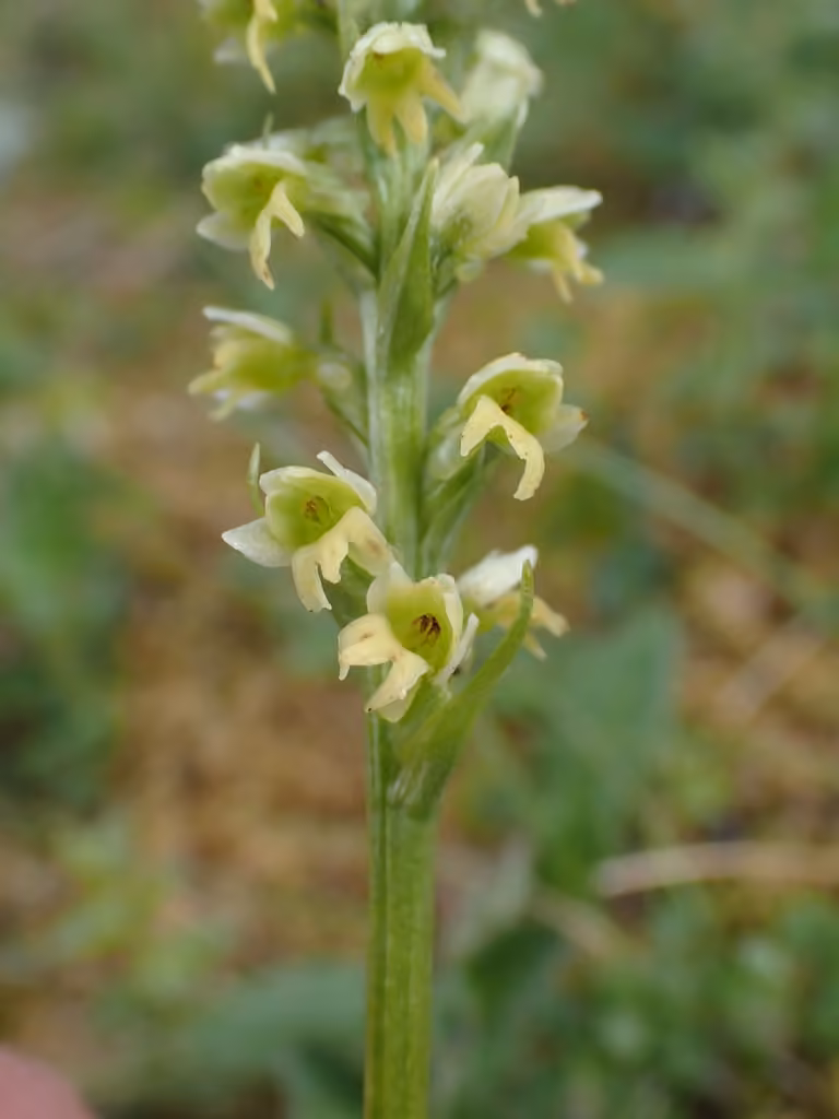Vanilla-scented bog orchid, In flower