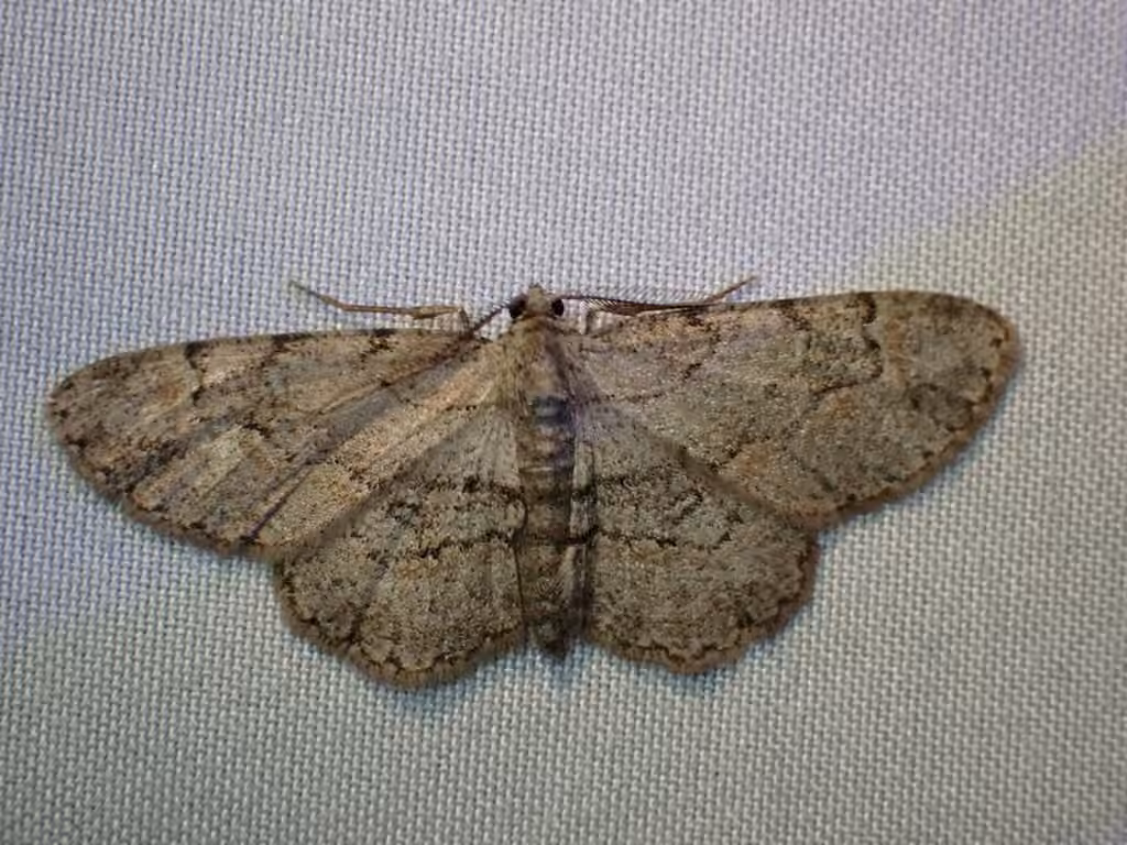 Pale-winged Gray, Adult