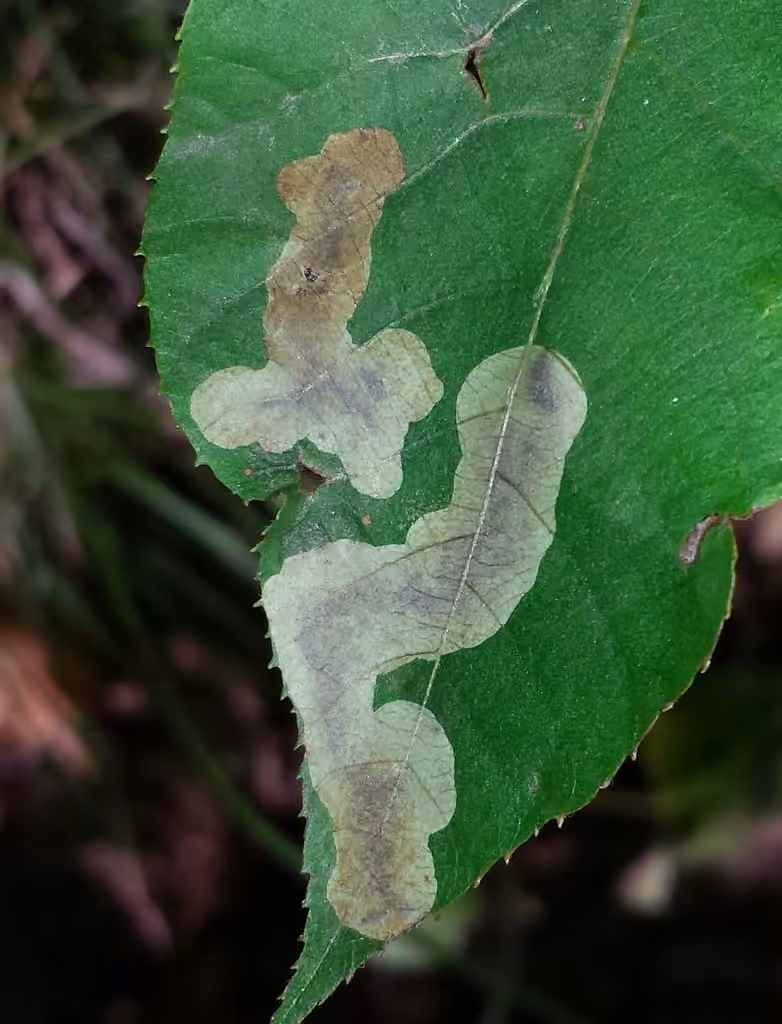 Pecan Leafminer Moth, photo 1 sur 5