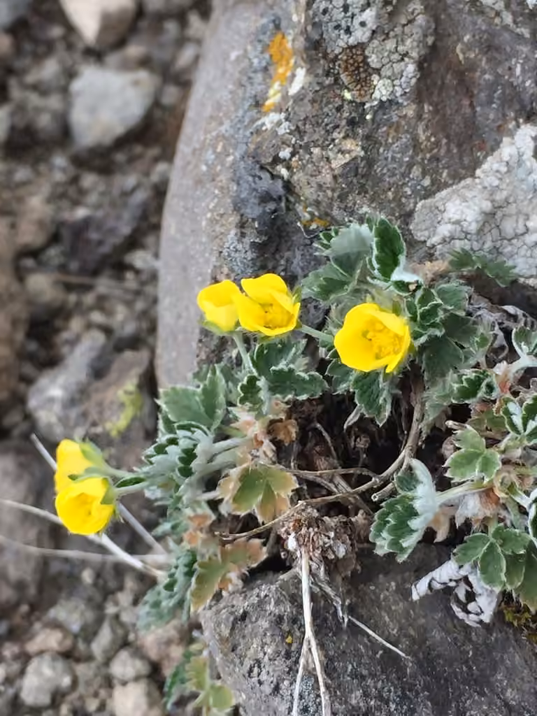 Potentille des neiges, photo 1 sur 5