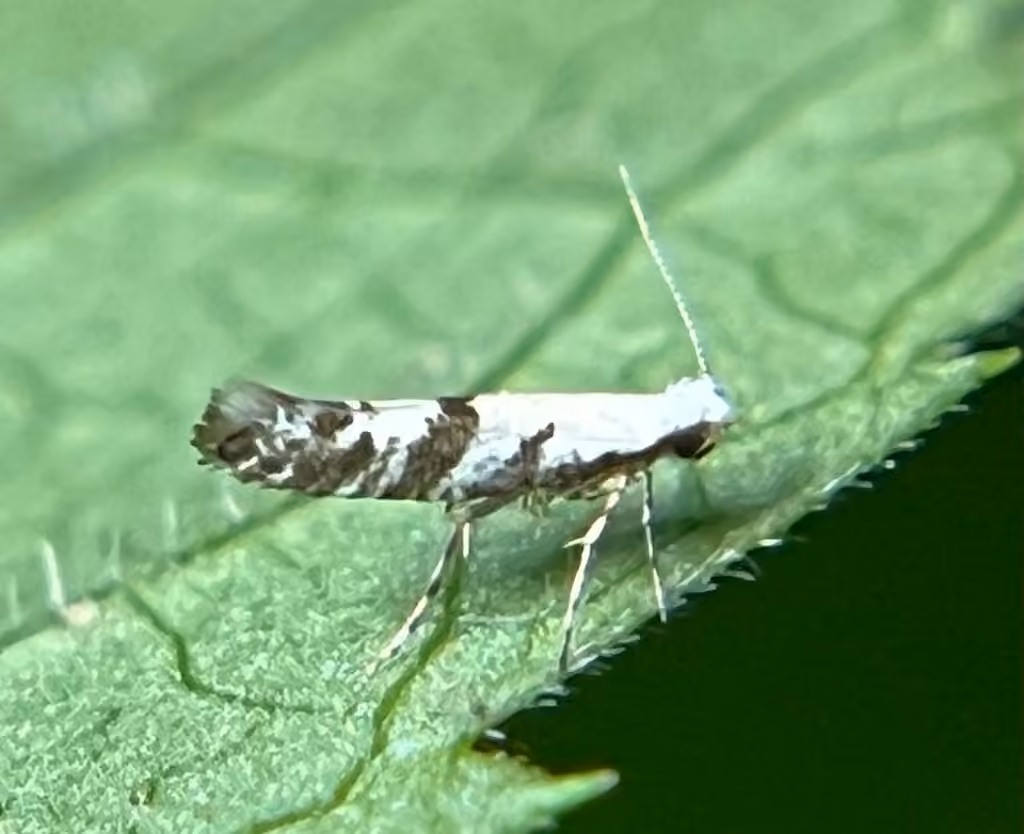 Argyresthia austerella, Adulte
