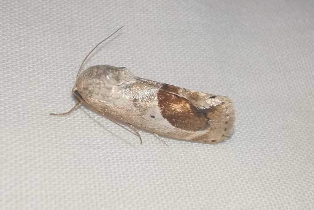 Curve-lined Bird-dropping Moth, Male