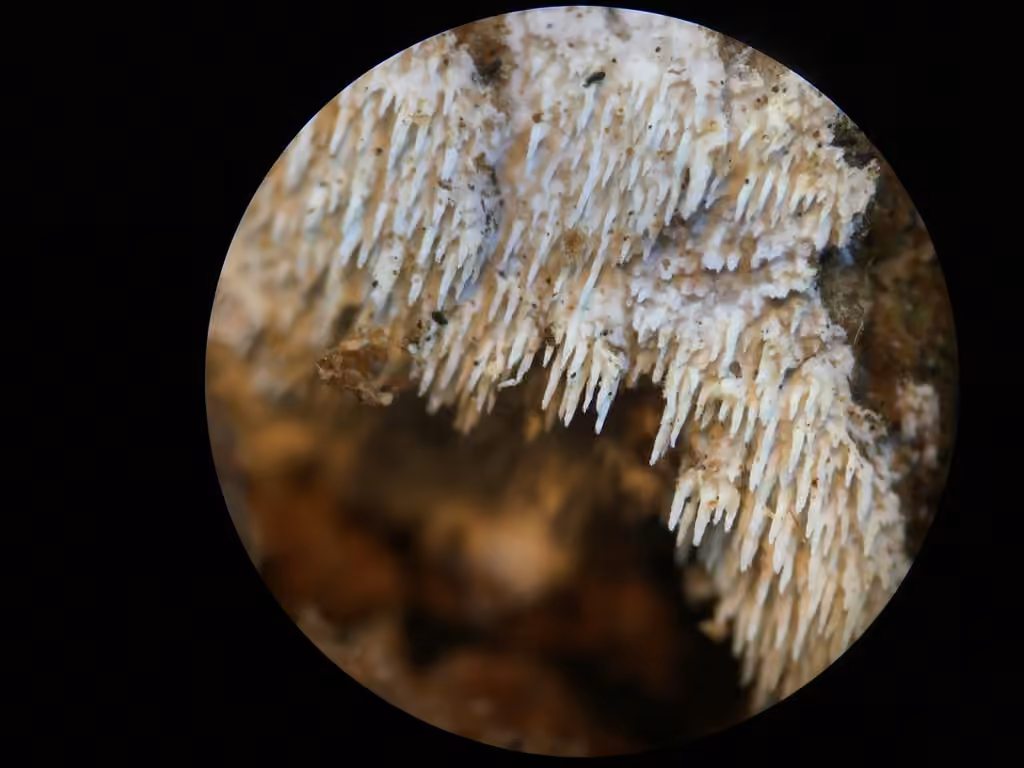 Xylodon spathulatus, photo 3 sur 5