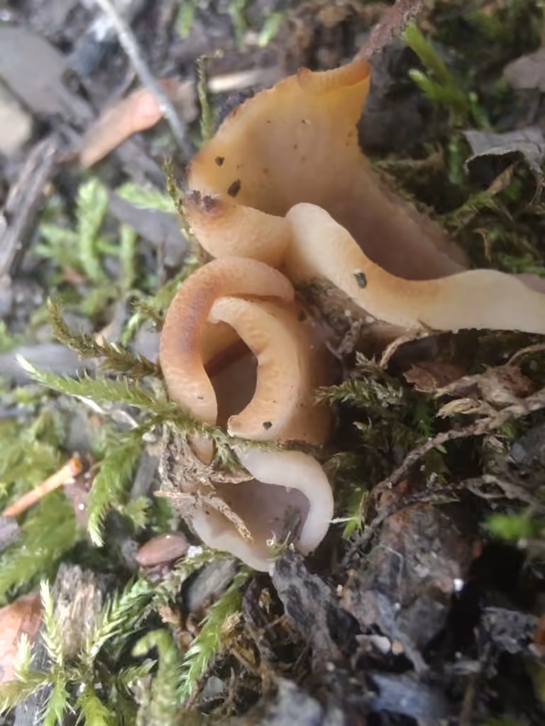 Paragalactinia pseudomichelii, photo 2 of 5