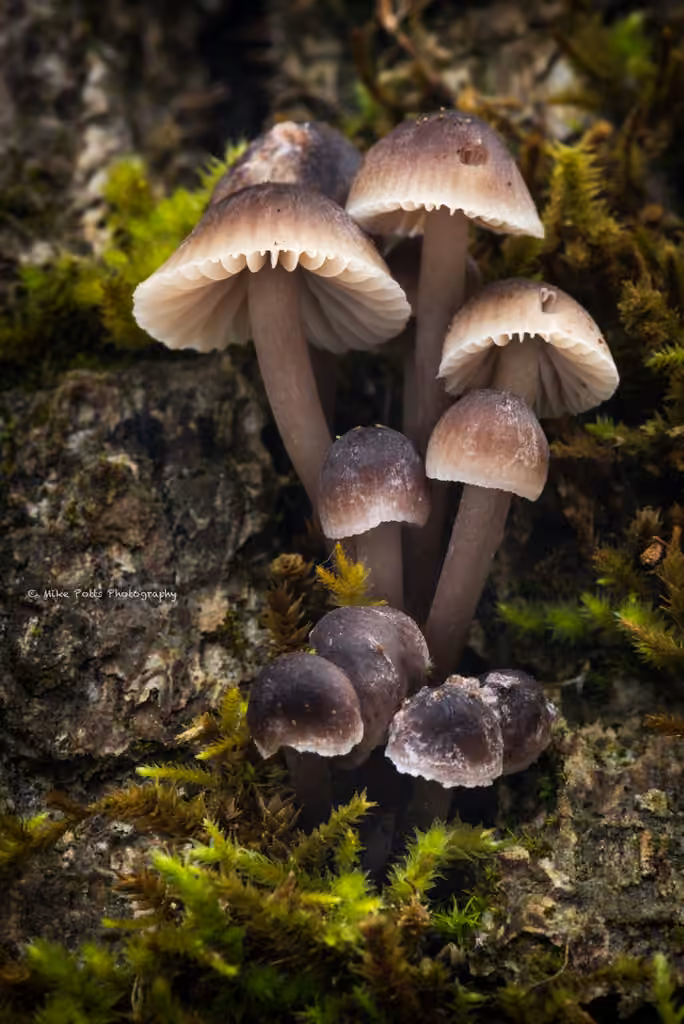 Alkaline Mycena, photo 2 sur 5