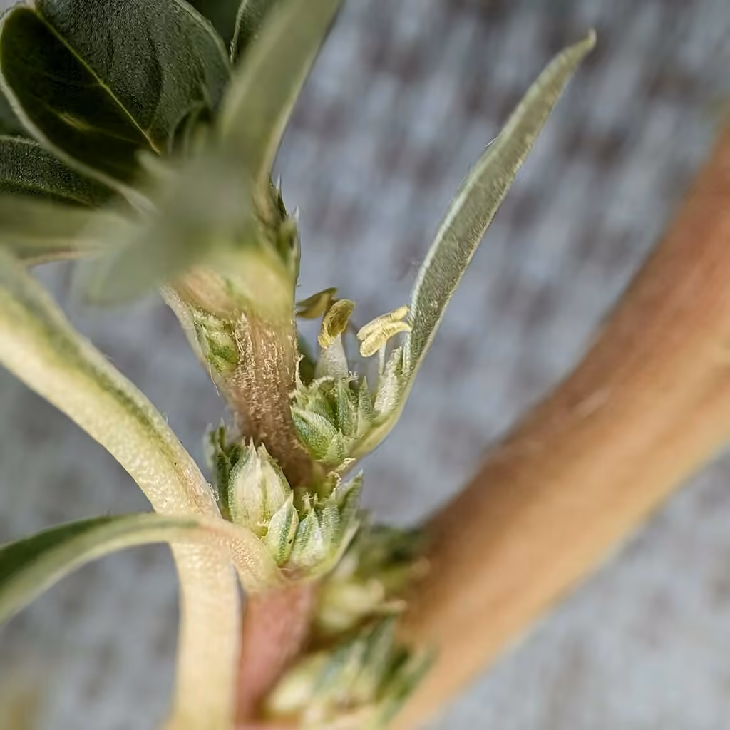Mat amaranth, In flower