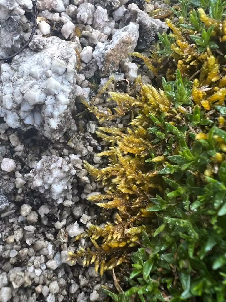 Turgid brachythecium moss, photo 3 of 5