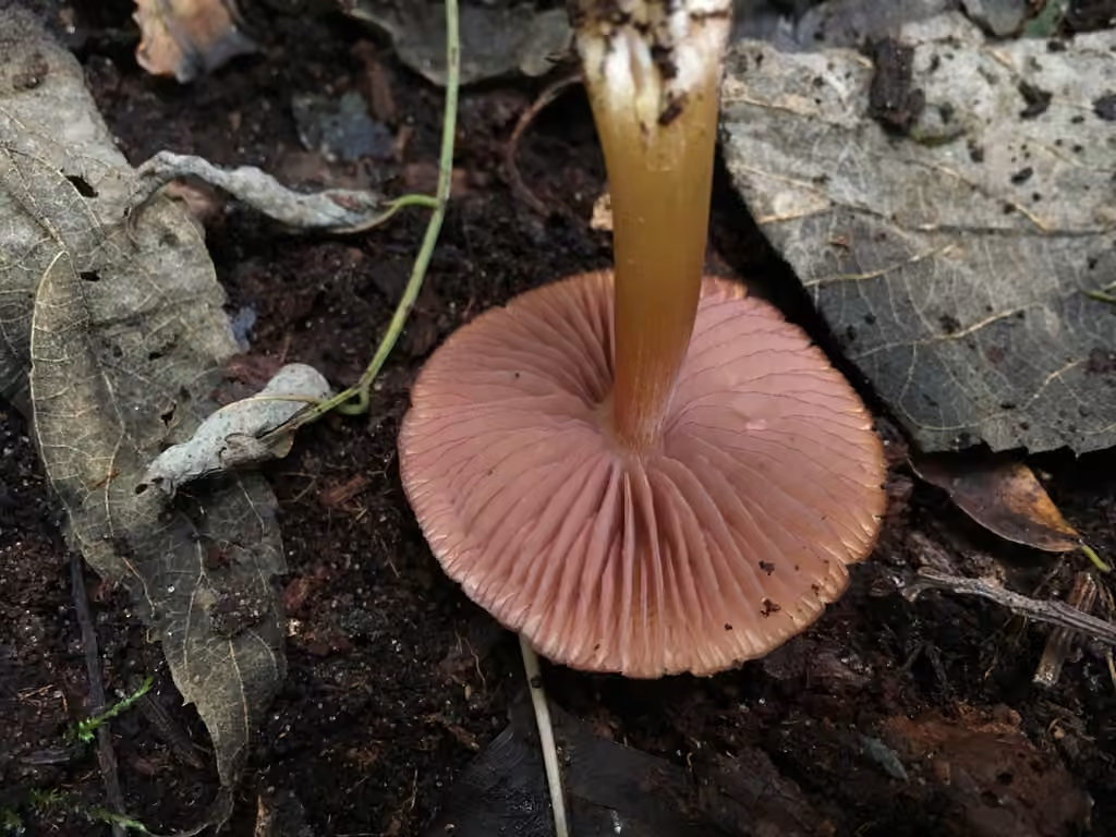Mycena rutilantiformis, photo 3 sur 5
